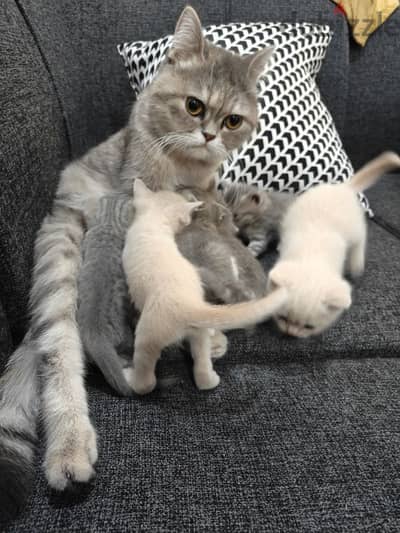 female cat with kittens