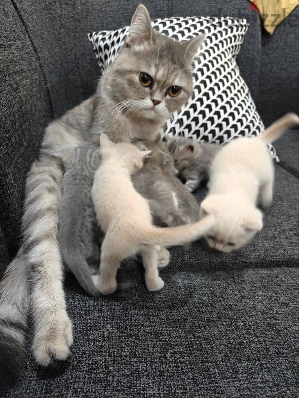 female cat with kittens 0