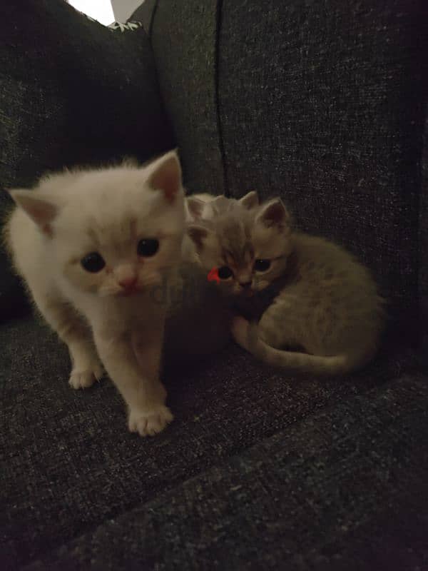 female cat with kittens 2