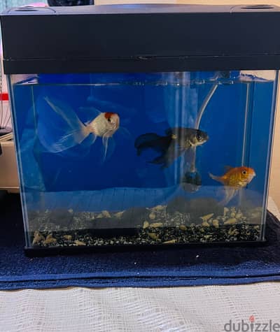 3 gold fishes with tank and stones