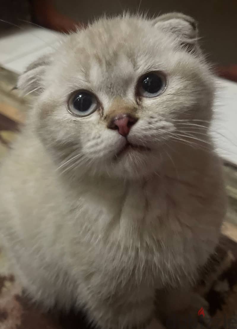 Scottish fold 0