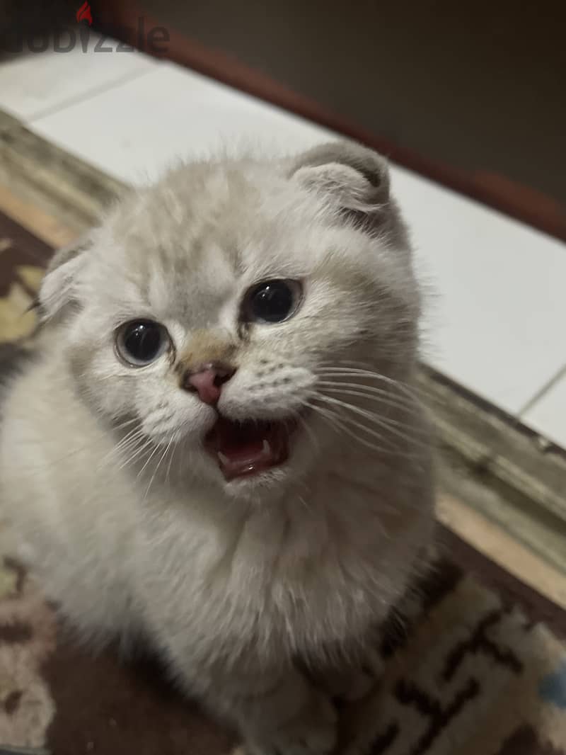 Scottish fold 1