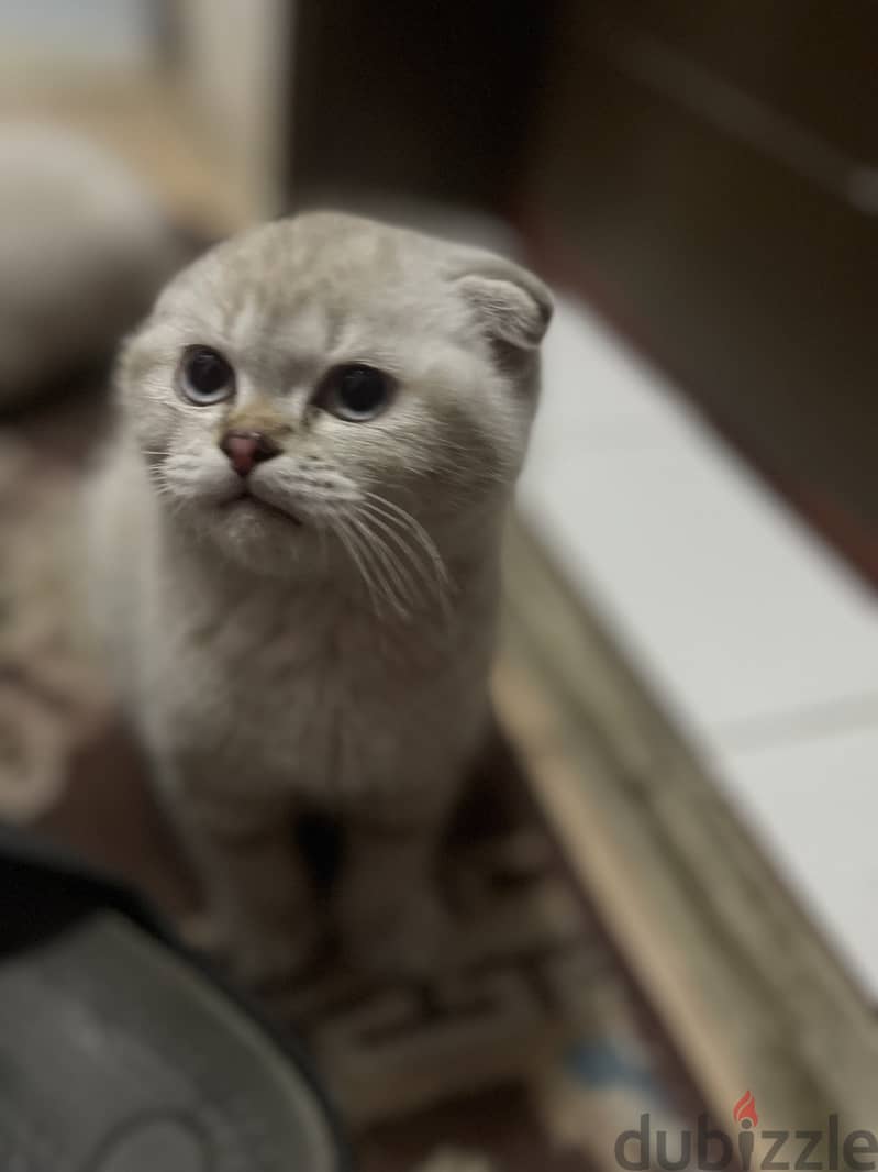 Scottish fold 2