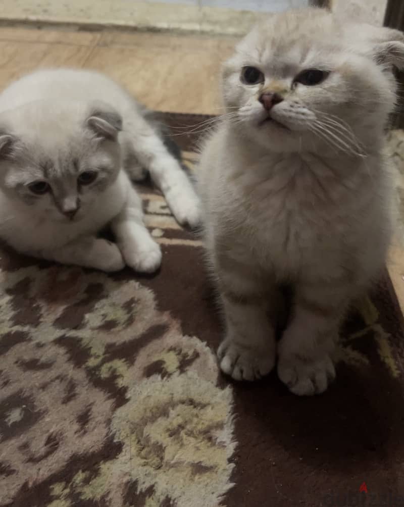 Scottish fold 3