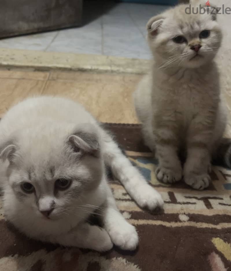 Scottish fold 4