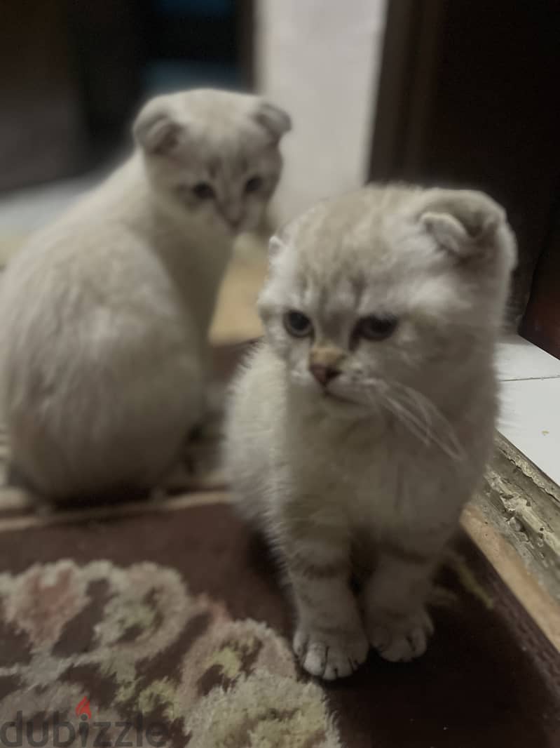 Scottish fold 7