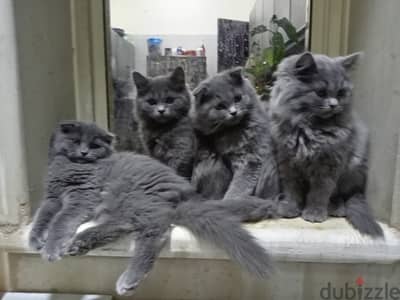 3 months old Persian kittens