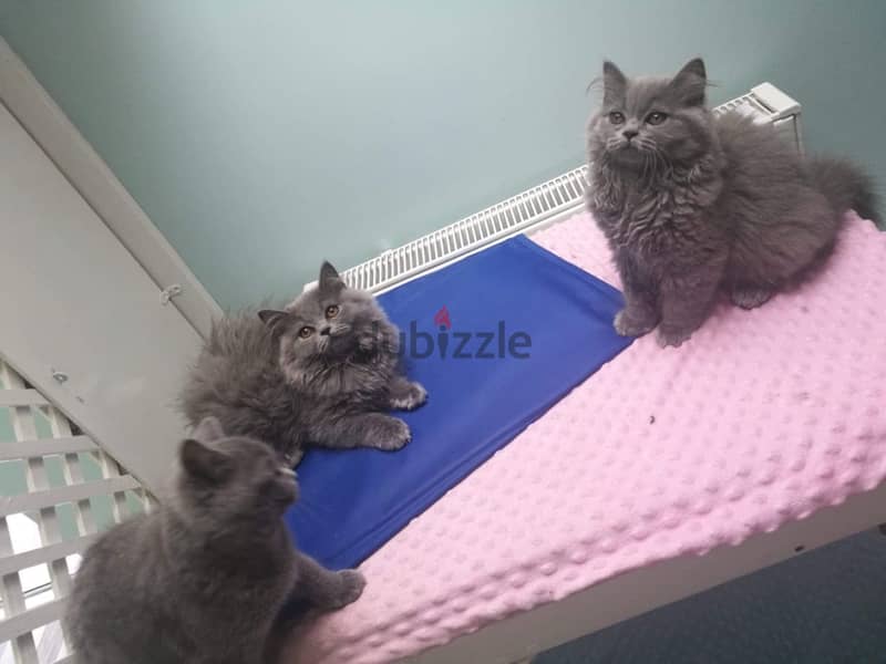 Whatsapp me +96555207281 British Longhair kittens for sale 0