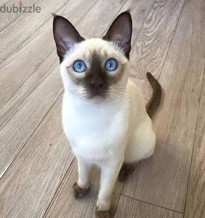 Whatsapp me +96555207281 Tonkinese kittens for sale