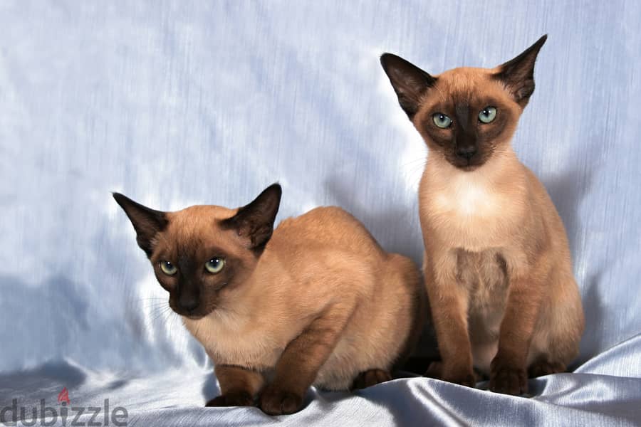 Whatsapp me +96555207281 Tonkinese kittens for sale 1