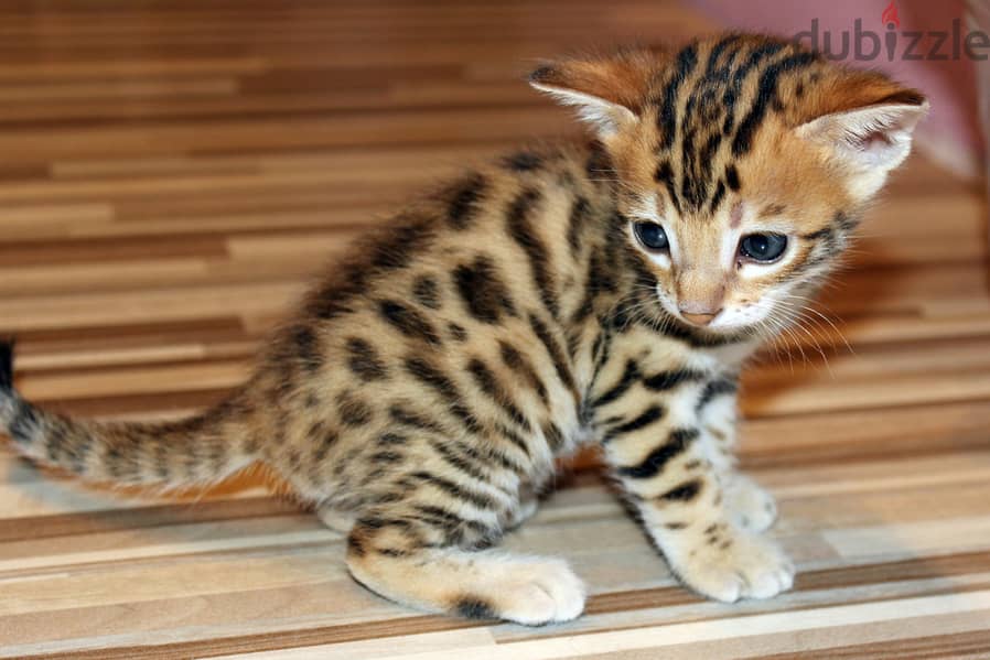 Whatsapp me +96555207281 Toyger kittens for sale 0