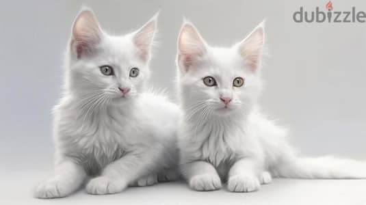 Whatsapp me +96555207281 Turkish Angora kittens for sale