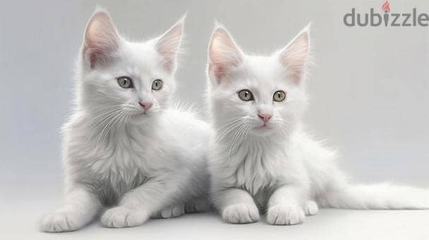 Whatsapp me +96555207281 Turkish Angora kittens for sale 0