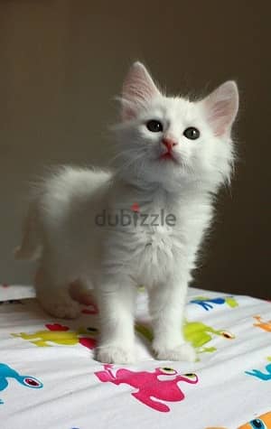 Whatsapp me +96555207281 Turkish Angora kittens for sale 1