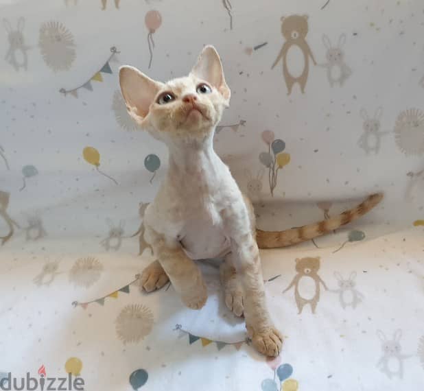 Whatsapp me +96555207281 Devon Rex   kittens for sale 0