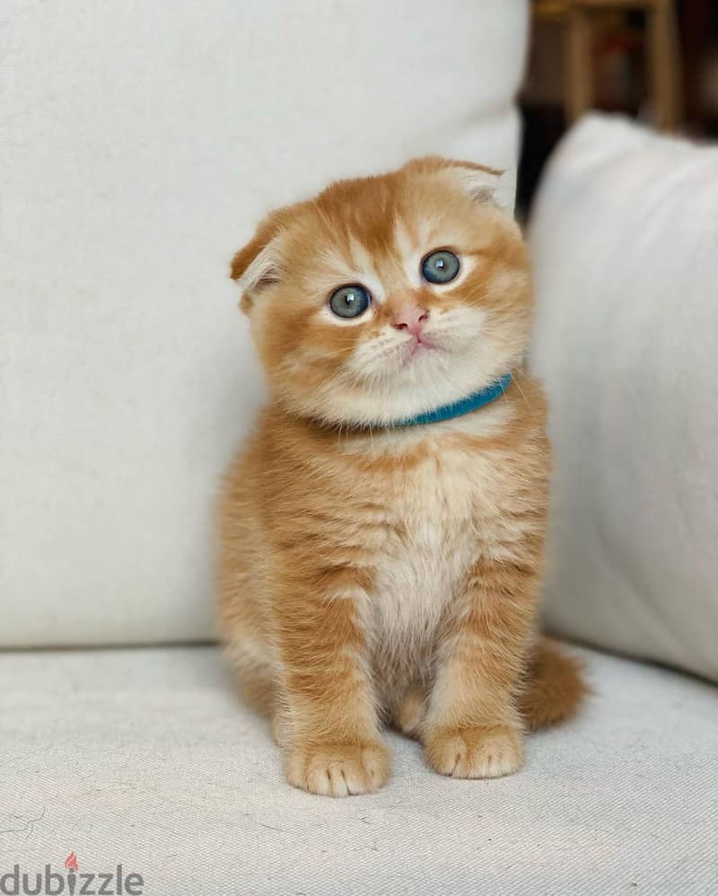 Whatsapp me +96555207281 Scottish Fold  kittens for sale 0