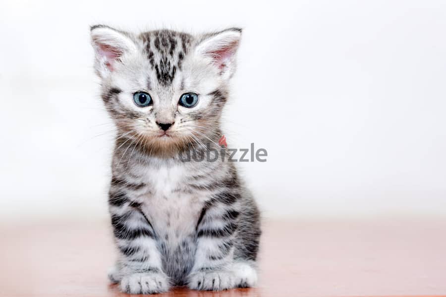 Whatsapp me +96555207281 American Shorthair kitten  for sale 0