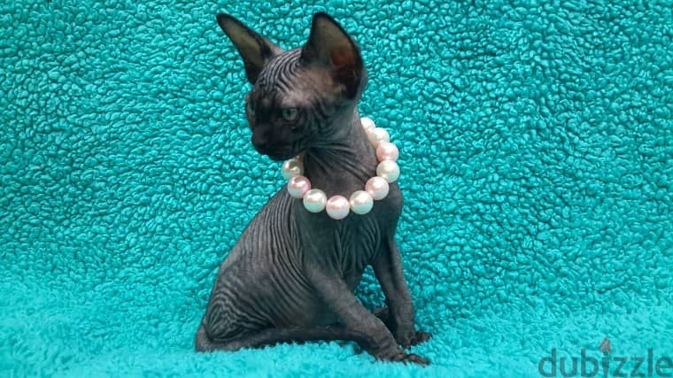 Whatsapp me 96555207281 Sphynx kittens for sale 1