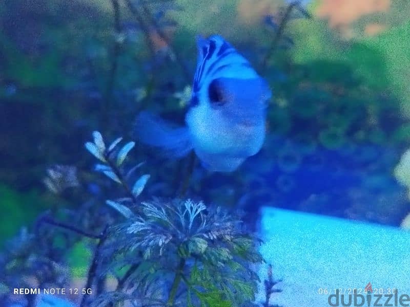 polar blue parrot for sale 0