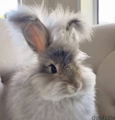 Angora