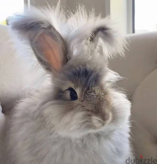 Angora Rabbit for sale!! 0