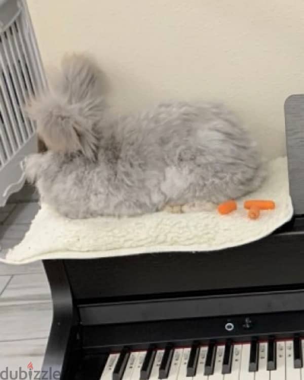 Angora Rabbit for sale!! 1