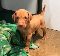 Whatsapp me +96555207281 Vizslas puppies for sale