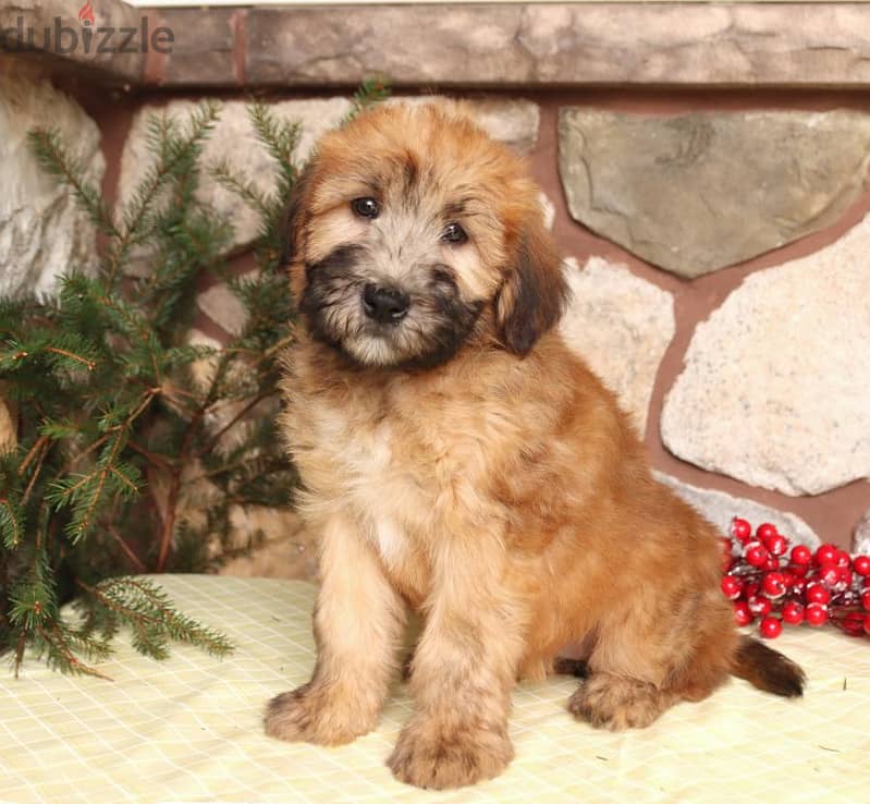 Whatsapp me +96555207281 Wheaten terrier puppies for sale 0