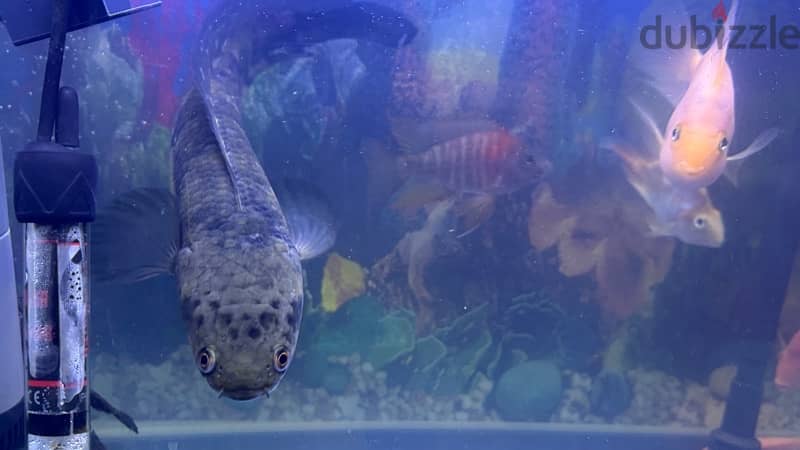 snaks hed fish for sale 0