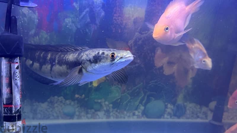 snaks hed fish for sale 2