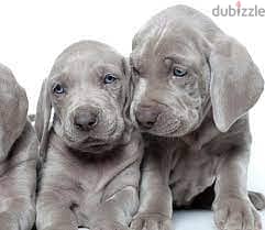 Whatsapp me +96555207281 Weimaraner puppies for sale 0