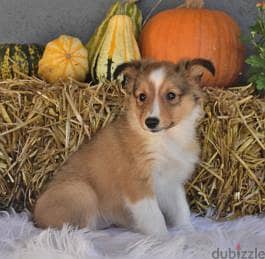 Whatsapp me +96555207281 Shetland sheepdogs puppies for sale 1