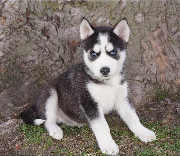 Whatsapp me +96555207281 Siberian Husky  puppies for sale 0