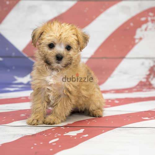 Whatsapp me +96555207281 Shorkie puppies for sale 1