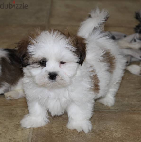 Whatsapp me +96555207281 Shih Tzu  puppies for sale 1