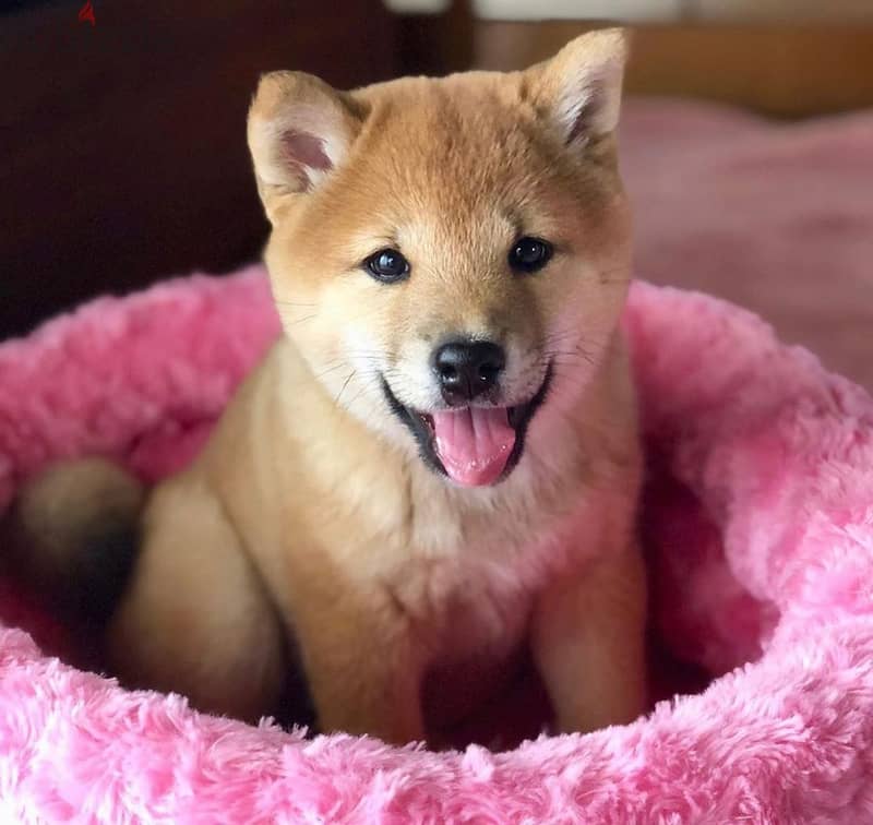 Whatsapp me +96555207281 Shiba Inu  puppies for sale 1