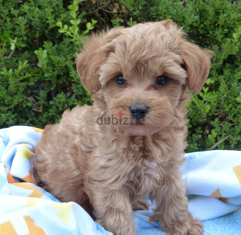 Whatsapp me +96555207281 Schnoodle puppies for sale 1