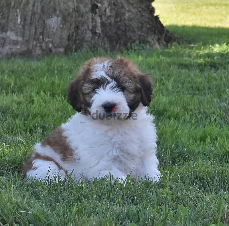 Whatsapp me +96555207281 Saint Berdoodle  puppies for sale 0