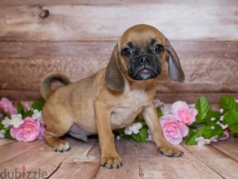 Whatsapp me +96555207281 Puggle puppies for sale 0