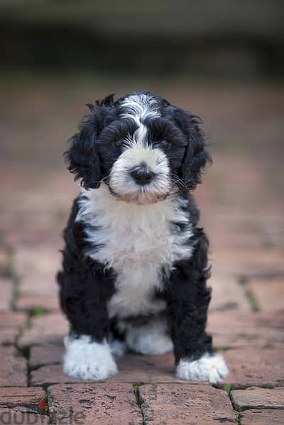 Whatsapp me +96555207281 Portuguese Water Dog puppies for sale