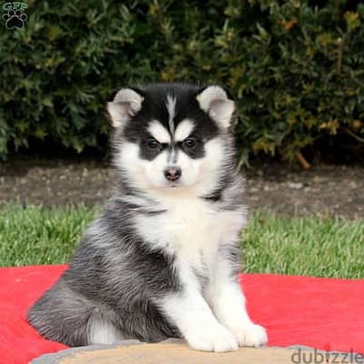 Whatsapp me +96555207281 Pomsky  puppies for sale