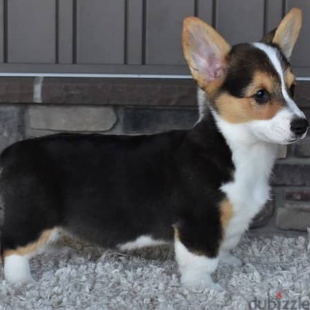 Whatsapp me +96555207281 Pembroke Welsh Corgi puppies for sale 1