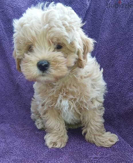 Whatsapp me +96555207281 Maltipoo puppies for sale 0