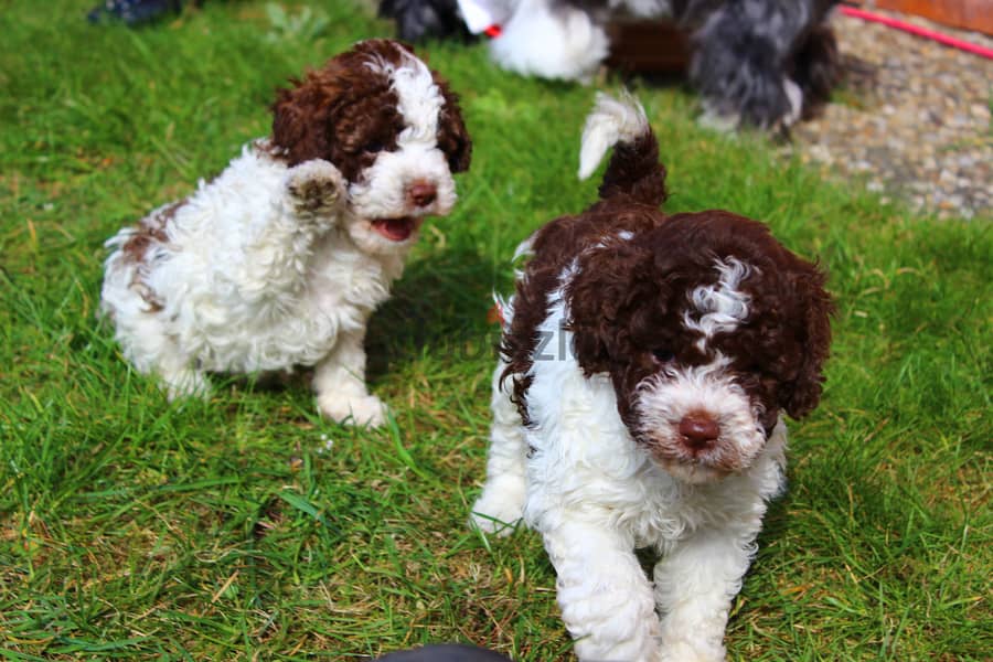 Whatsapp me +96555207281 Lagotto Romagnolo puppies for sale 0