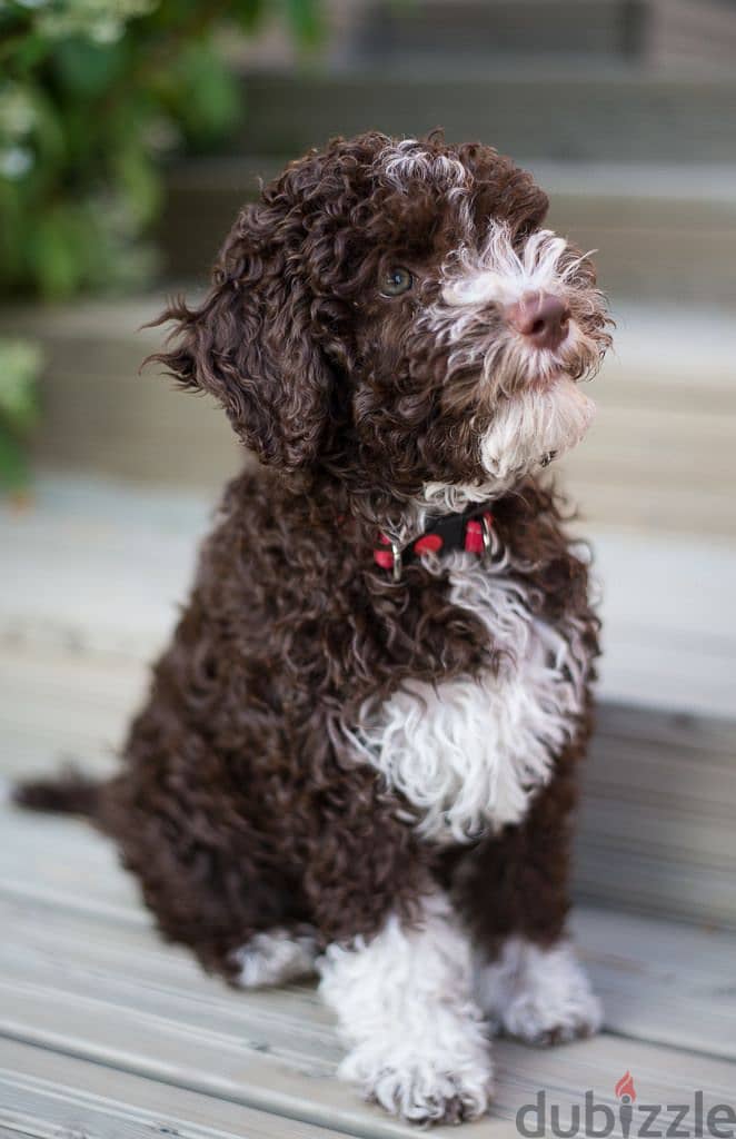 Whatsapp me +96555207281 Lagotto Romagnolo puppies for sale 1