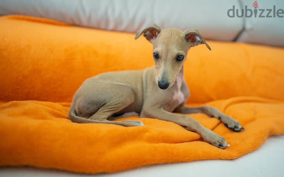 Whatsapp me +96555207281 Italian Greyhound puppies for sale 0