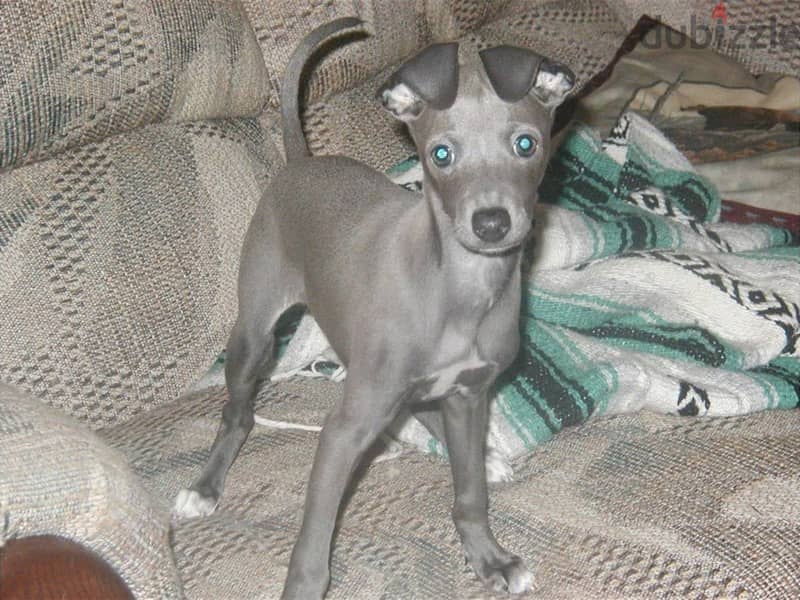 Whatsapp me +96555207281 Italian Greyhound puppies for sale 1