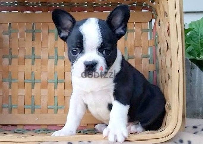 Whatsapp me +96555207281 Frenchton puppies for sale 1