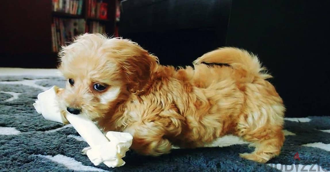 Whatsapp me +96555207281 Doxiepoo puppies for sale 0