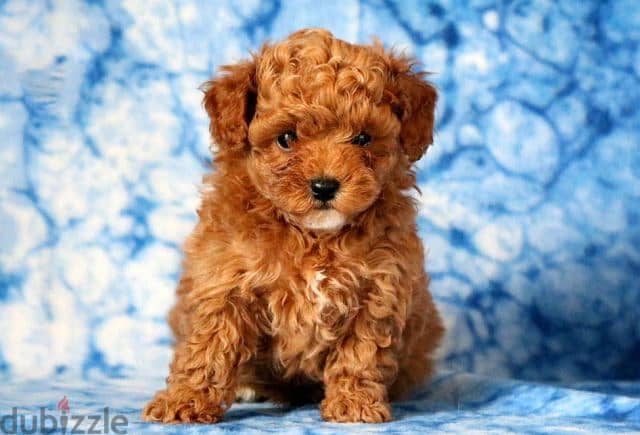 Whatsapp me +96555207281 Double Doodle  puppies for sale 1